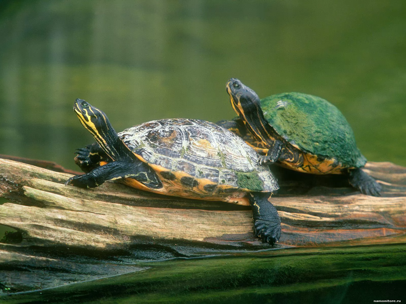 Two turtles on a log, enamoured, green, turtles x