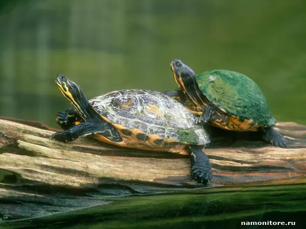 Two turtles on a log, Turtles