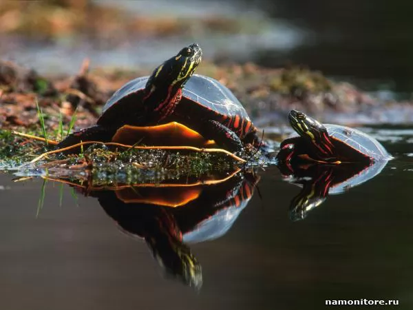 Two turtles on the river, Turtles