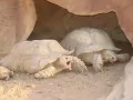 Two turtles