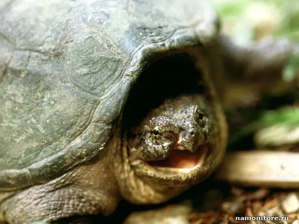 Head of a turtle, Turtles