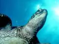 Head of a turtle close up under water