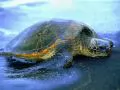 Sea turtle ashore