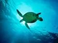 обои для рабочего стола: «Морская черепаха под водой»