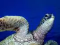 open picture: «Sea turtle under water»
