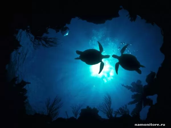 Снимок из-под воды, две черепахи, Черепахи