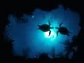 выбранное изображение: «Снимок из-под воды, две черепахи»