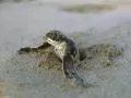 Hatching sea turtle