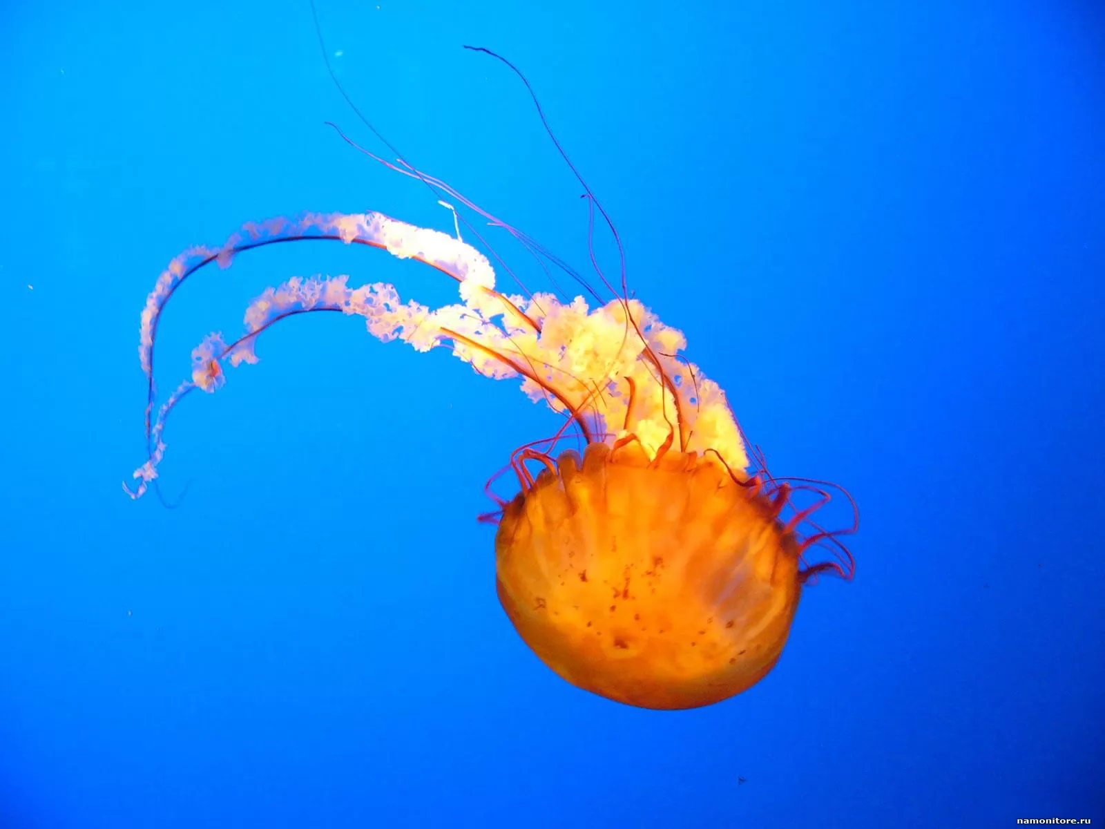 Jellyfish, best, dark blue, golden, jellyfishes, sea x