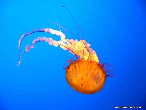 Jellyfish, Under water
