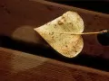 The Birch leaf