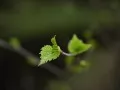 open picture: Young sheet of a birch