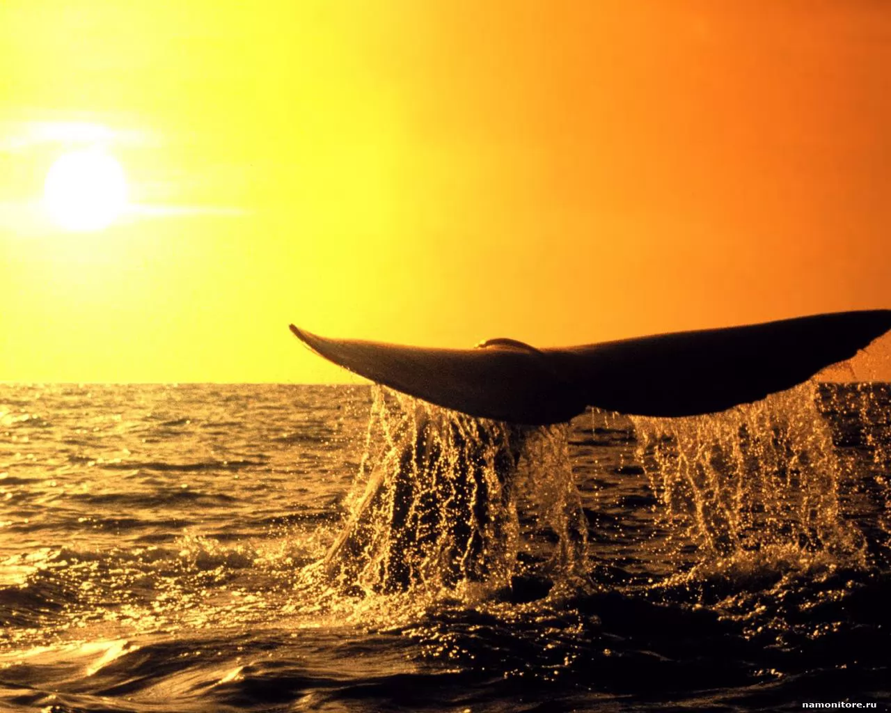 Хвост кита на фоне заката, закат, киты, море, оранжевое, солнце х