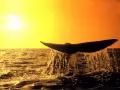 Tail of a whale against a sunset