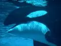 Killer Whale under water
