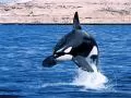 Killer Whale in a jump from under water