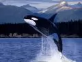 Killer Whale in a jump over water