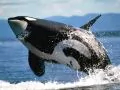 Jump Killer Whales