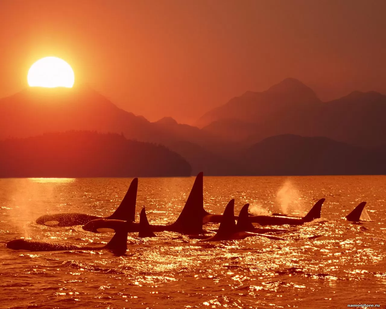 Стадо китов, закат, киты, море, оранжевое, солнце, стадо х