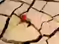 Red flower through the cracked earth