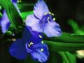 Dark blue florets on a green background