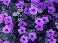 Lilac florets
