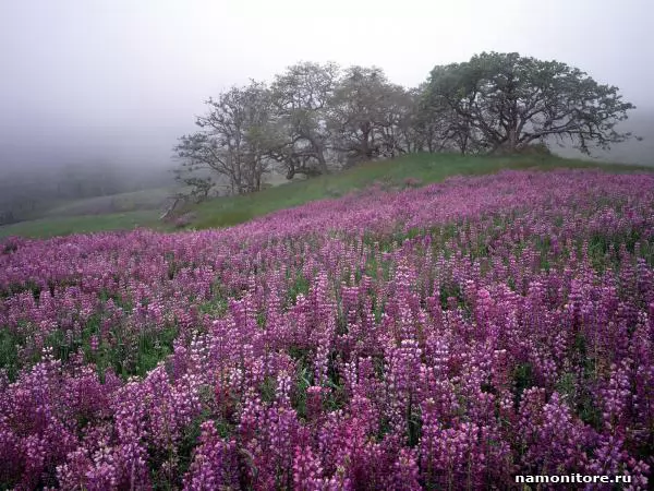 Lilac meadow, Field flowers