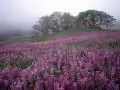 Lilac meadow