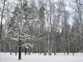 open picture: «Winter forest»