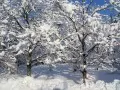 обои для рабочего стола: «Деревья после снегопада»