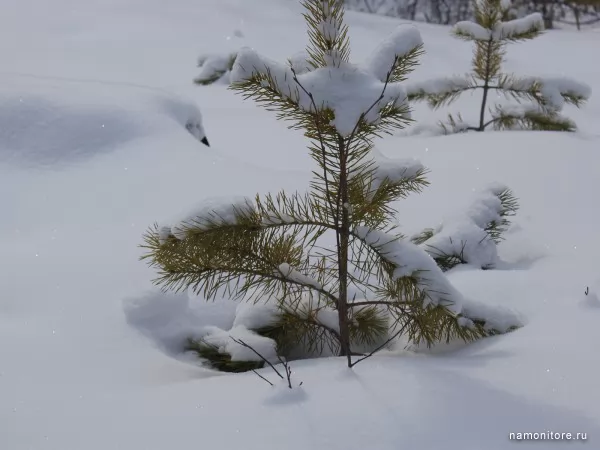 Fur-tree, Winter