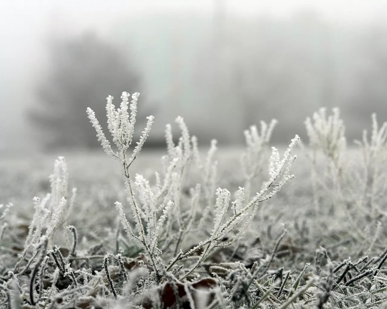 Hoarfrost, black-and-white, grass, grey, nature, winter x