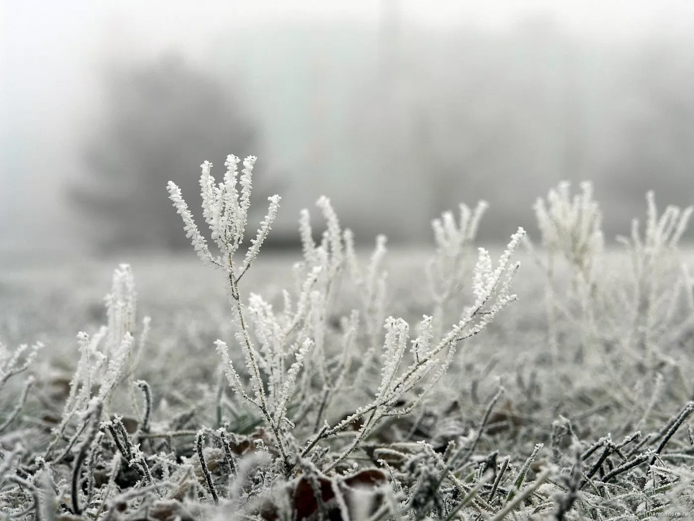 Hoarfrost, black-and-white, grass, grey, nature, winter x