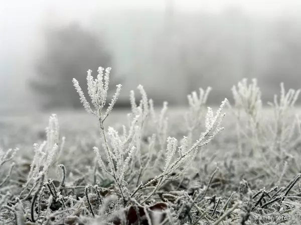 Hoarfrost, Winter