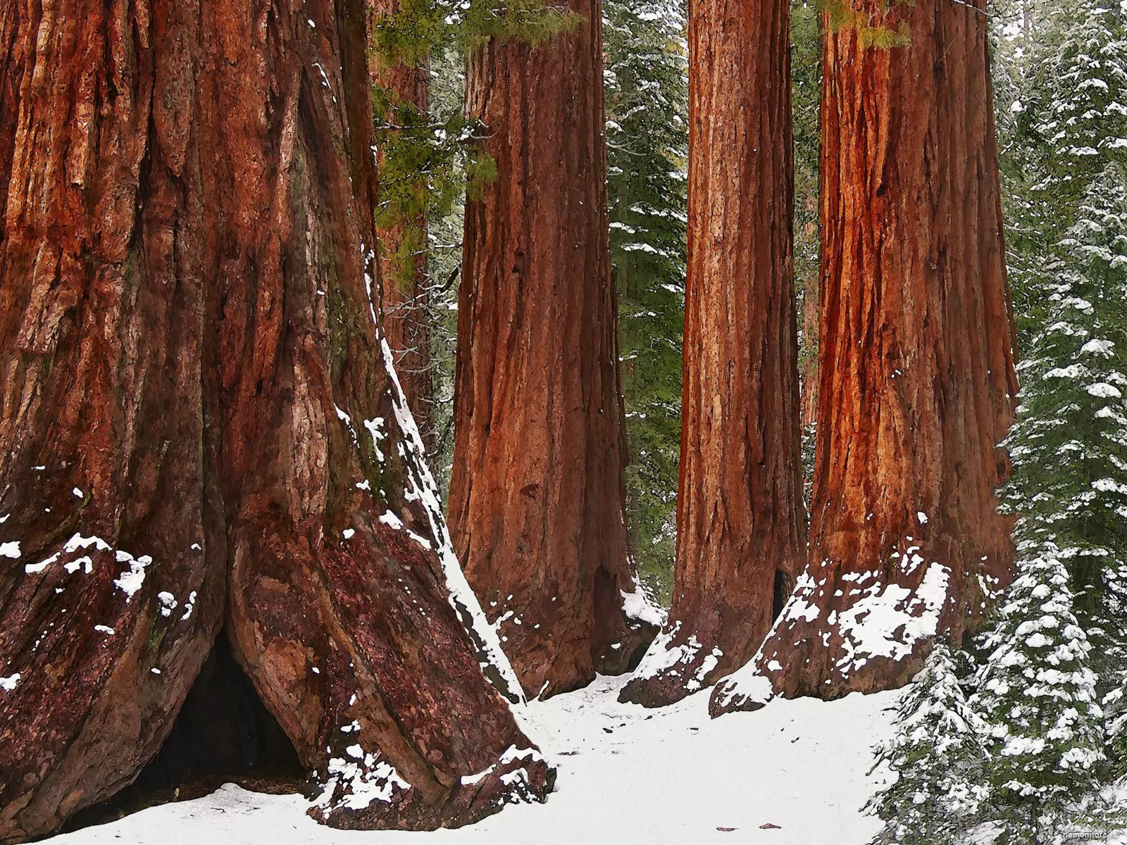 Национальный парк Секвойя зимой Калифорния