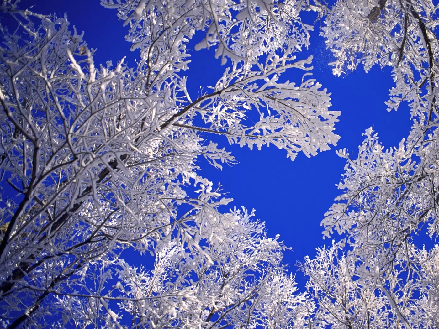 . Frosted Trees, Boulder, , ,  