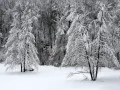 open picture: «Wood in snow»