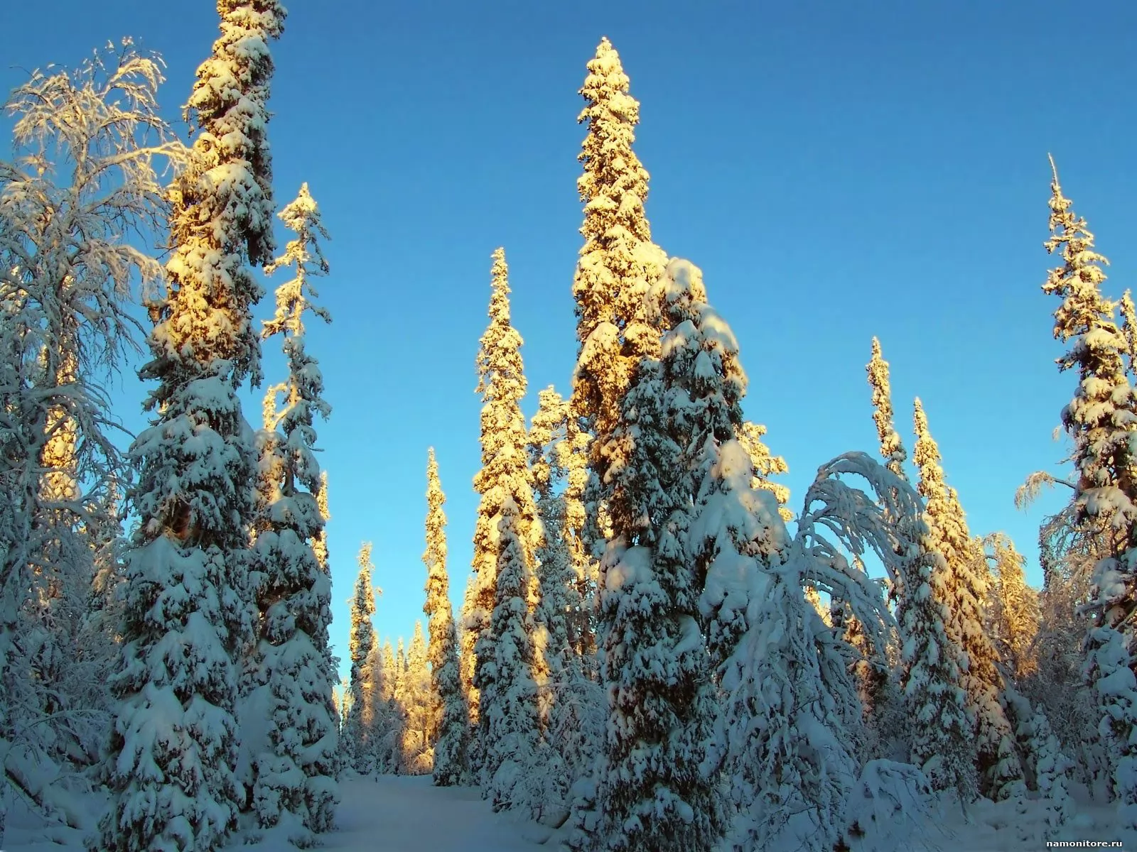 Фотография макушки деревьев зимой
