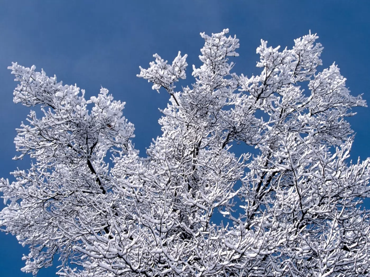 . Snow Branches, , , ,  