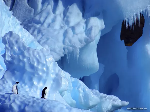 Penguins in Antarctic, Winter