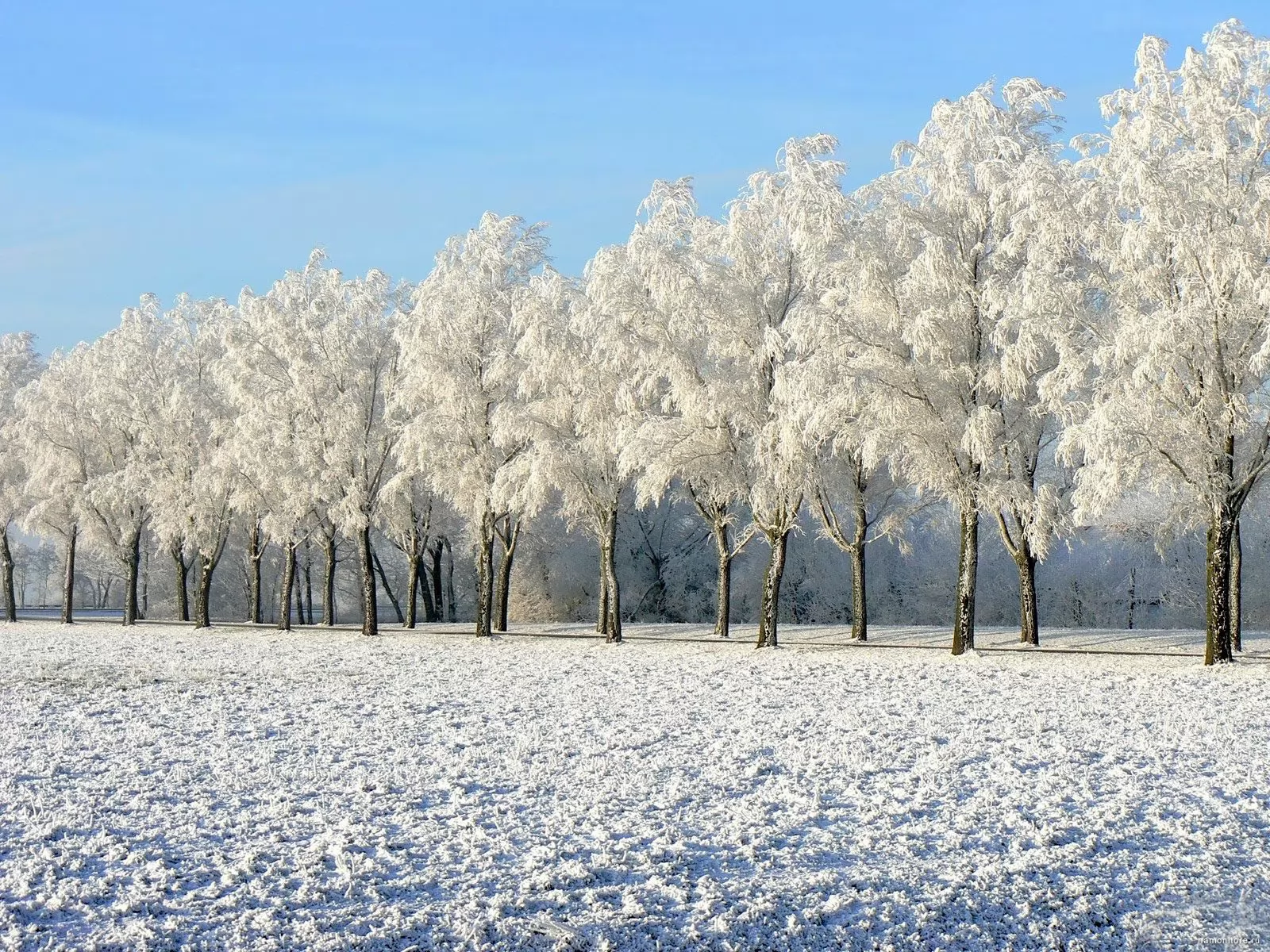Каким бывает декабрь. Деревья зимой много. Зима январь. Зимнее дерево. Зимние деревья в ряд.