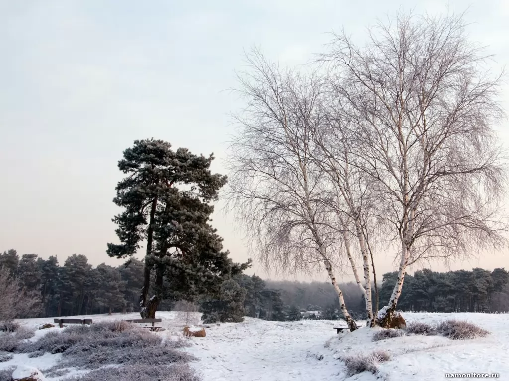 Pine and a birch, grey, nature, sad, winter x