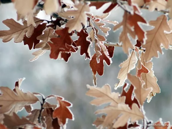 Сухие листья, Зима