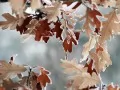 open picture: «Dry leaves»