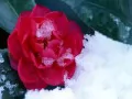 выбранное изображение: «Цветок и снег»