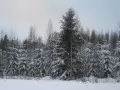 open picture: «Snow-covered fur-trees»