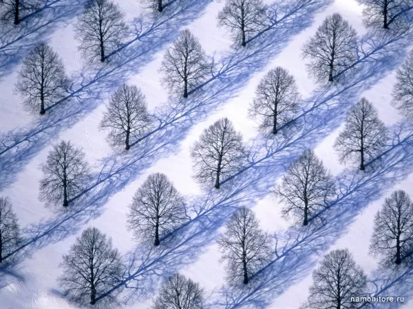 Заснеженный лес, Зима