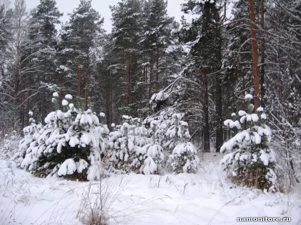 Зимний лес, Зима