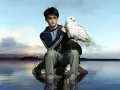 open picture: «Daniel Radcliffe and an owl»